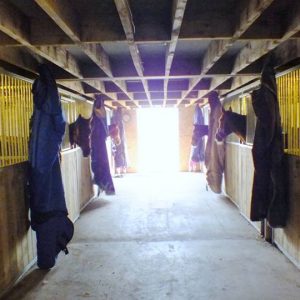 Buy a Gift for a Rescue Horse